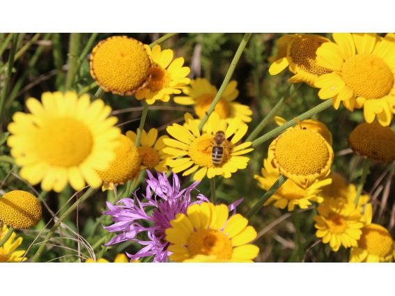 Projekt "Bunte Biomasse" - Wildblumen auf dem Feld von Landwirt Richard Schulte © Foto Kreis Paderborn